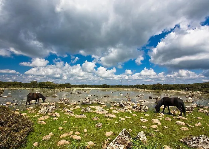 Sa Lolla バルーミニ